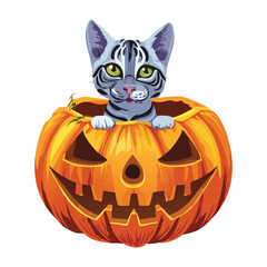 Adorable Kitten Inside a Carved Pumpkin Jack-o'-Lantern, Celebrating Halloween