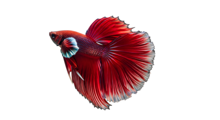 Striking red betta fish with flowing fins swimming gracefully on a black backdrop