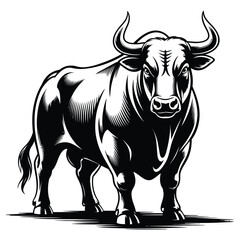 black and white bull