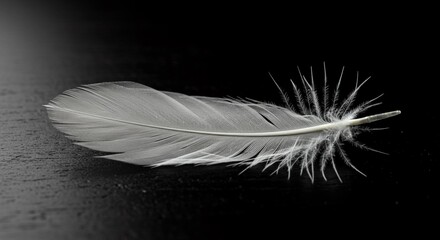 Obraz premium Delicate white feather rests on a dark textured surface, showcasing intricate details and a sense of peaceful elegance.