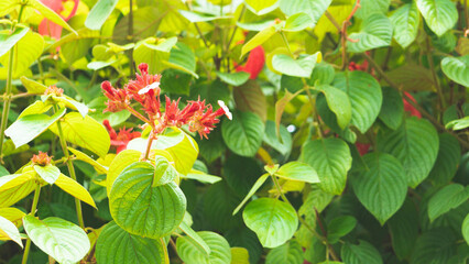 park rajapruek in chiang mai thailand botanical gardens buddist statues art culture architecture buildings  © Antonina