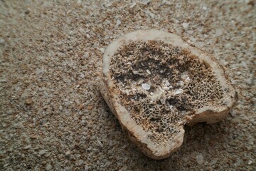 A detailed view of an animal bone resting on a granular sandy surface, showing textures.