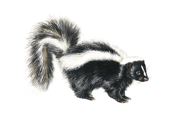 A striped skunk illustration on transparent background.