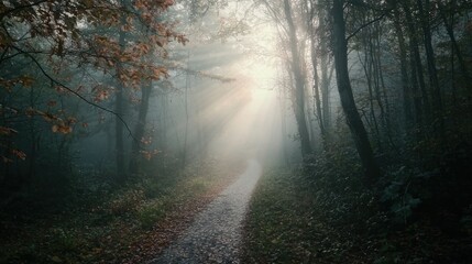 Obraz premium A mysterious foggy forest path creates an eerie and captivating enigma as sunlight barely pierces through dense branches and swirling mist
