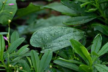 A single curled dry leaf on a wet, mossy stone surface. Wabi-sabi, minimalist, and autumn concept