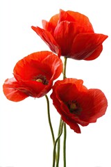 Obraz premium Three vibrant red poppies, close-up, against a white background
