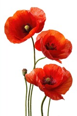 Obraz premium Three vibrant red poppies against white (2)