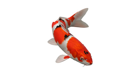 Elegant koi fish swimming gracefully in a dark pond with vibrant colors shining through