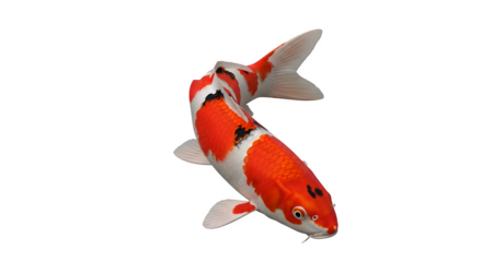 Elegant koi fish swimming gracefully in a dark pond with vibrant colors shining through