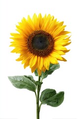 Obraz premium Single sunflower with bright yellow petals and dark brown center, vibrant green leaves, isolated on white background