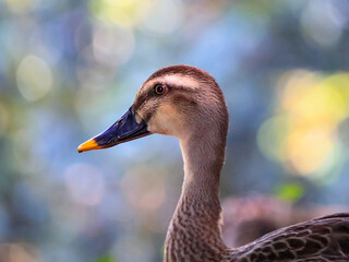 都心散歩　日陰で休むカモ