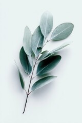 Delicate eucalyptus branch, light teal leaves on light gray background