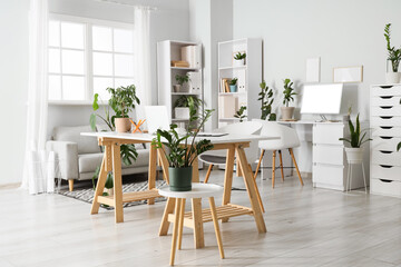 Interior of office with desks, green houseplants and sofa