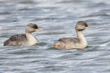Hoary-headed Grebes Swimming Together on Lake Surface