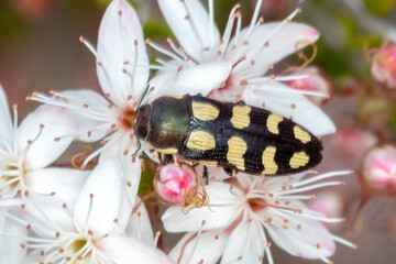 Spotted Jewel Beetle Feeding on Nectar