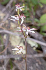 Australian Fruitworm Moth Resting on Green Leaves