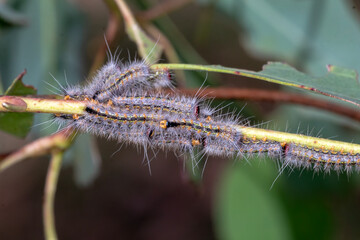 Hairy caterpillars feeding on eucalyptus stem