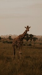 giraffe in the savannah