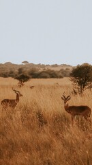 impala in the savannah