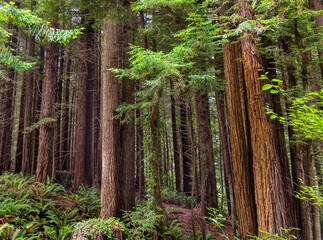 Redwood tree grove