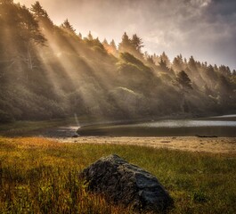 Fog rolling over forest in sunlight