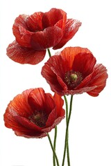 Three vibrant red poppies with water droplets, stems, and detailed petals