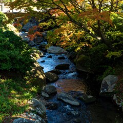 Autumn stream in a park