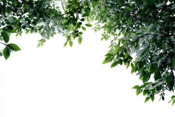 Lush green leaves frame a white background (2)