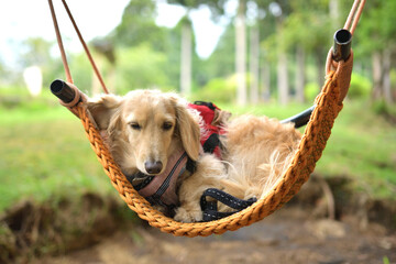 ブランコに気持ちよさそうに揺られる犬