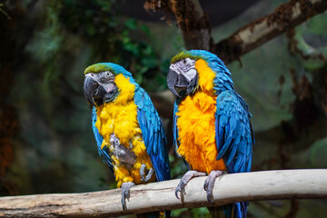 blue and yellow macaw ara