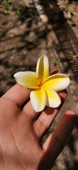Close-up photo of frangipani (plumeria) flower placed on a human palm, showing delicate petals, soft texture, and natural beauty, symbolizing purity, peace, and tropical elegance
