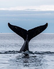 Fototapeta premium Whale's fluke rises from ocean waves against a calm, hazy sky