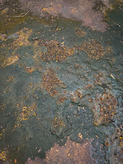 The stone path in the forest has grass in the rainy season.