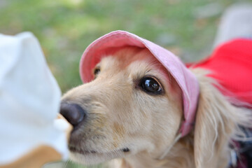 アイスクリームを欲しそうに見つめる犬