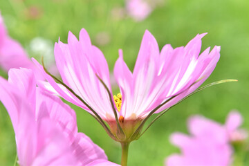 変わった花びらのコスモス