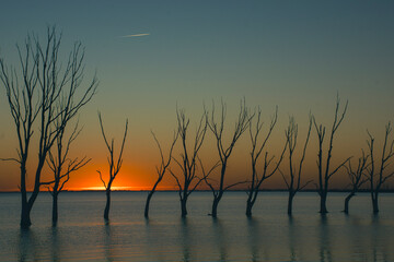 Arboles acuosos