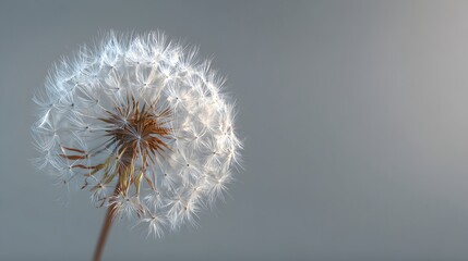 A delicate dandelion seed head, detailed and light-filled, against a neutral backdrop, showcases soft, airy textures.
