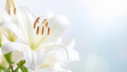 Obraz premium 白いユリ 清楚で輝く花のクローズアップ