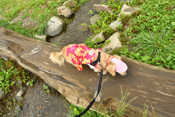小川にかかった橋を慎重にわたる犬