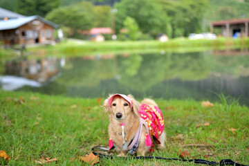 高原の池と犬