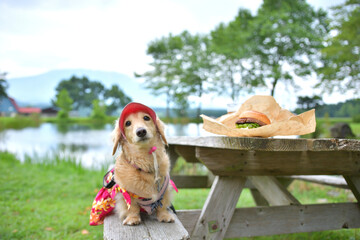 高原の池にある木製ベンチに座る犬