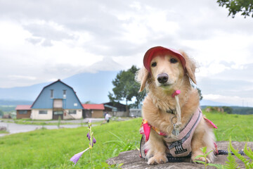 高原のキャンプ場と犬