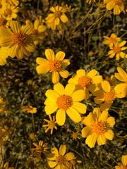 yellow flowers in the garden