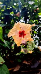 Golden Hibiscus: A captivating golden hibiscus, with its striking red center, flourishes amidst a verdant, leafy backdrop, showcasing nature's intricate beauty and floral elegance.