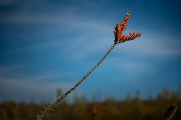Ocotillo Flower