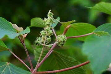 Japanese mallotus fruits (Capsule). Euphorbiaceae dioecious deciduous tree. Capsules have soft thorns and ripen in autumn, producing purple-black seeds.