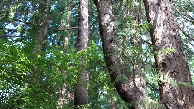 Lush Sunlit Forest with Tall Trees and Green Foliage in Summer Woodland Scene
