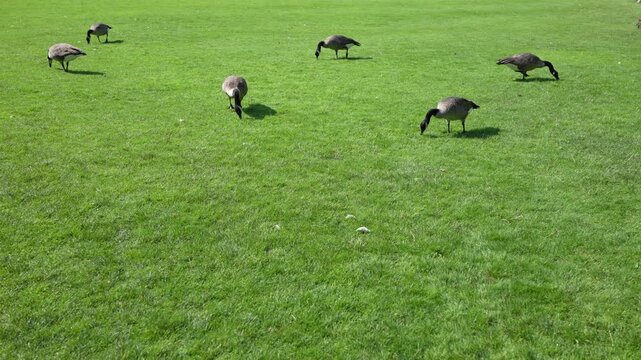 Flock of geese grazing on lush green grass in open park during sunny day