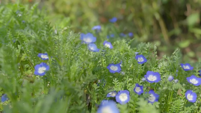 Blue pollen butterfly flower - Helenium americana