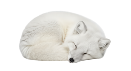 A fluffy white arctic fox curled up asleep on a pure transparent background, its eyes closed in peaceful slumber, isolated on transparent background